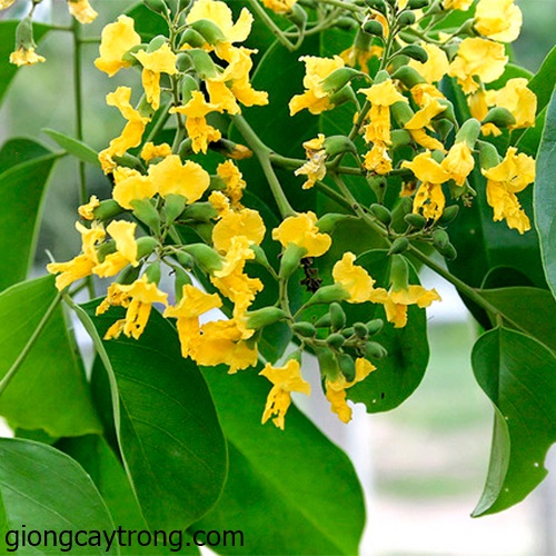 Hạt Giống Cây Giáng Hương ( Còn gọi là Đinh Hương ) - Gói 10 hạt
