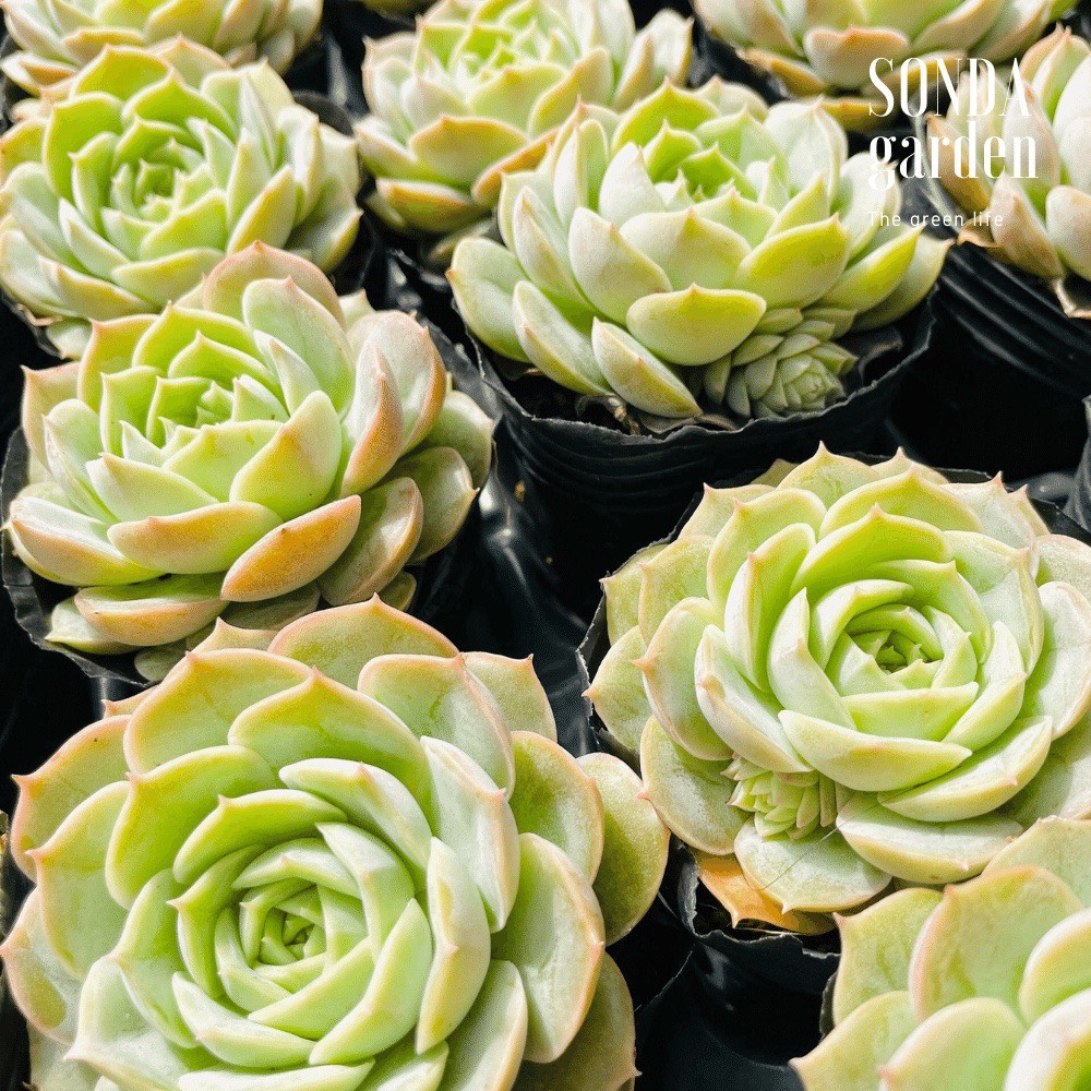 SEN ĐÁ NGỌC BÍCH SIZE BÉ SIÊU KHỎE ĐẸP LỖI 1 ĐỔI 1