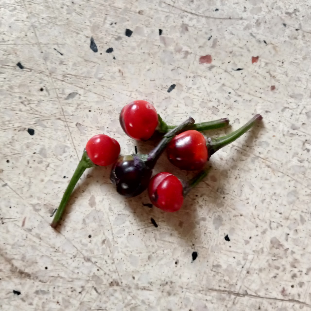 5 Hạt Ớt Purple Pepper