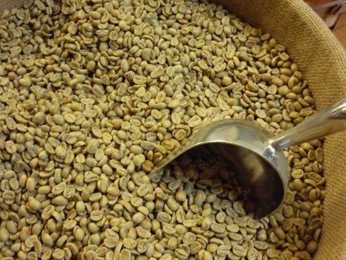 [Túi 1kg Cà Phê Nhân Xanh] Cà phê Nhân Sống Robusta Chưa Rang