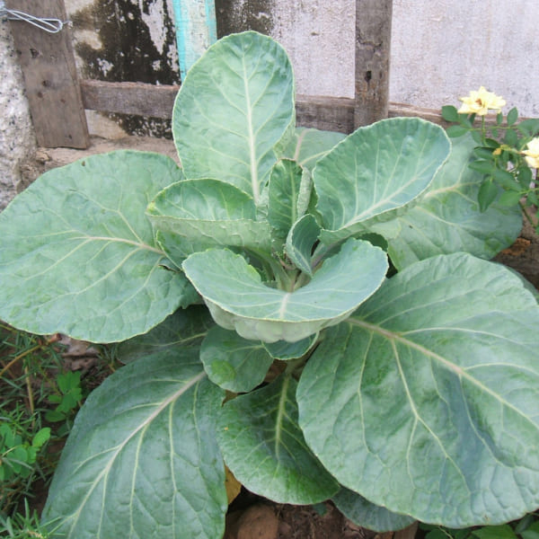 Hạt Giống Rau Cải Làn ( Cải Rổ - gói 10Gram) - Dễ Trồng, Ăn ngon