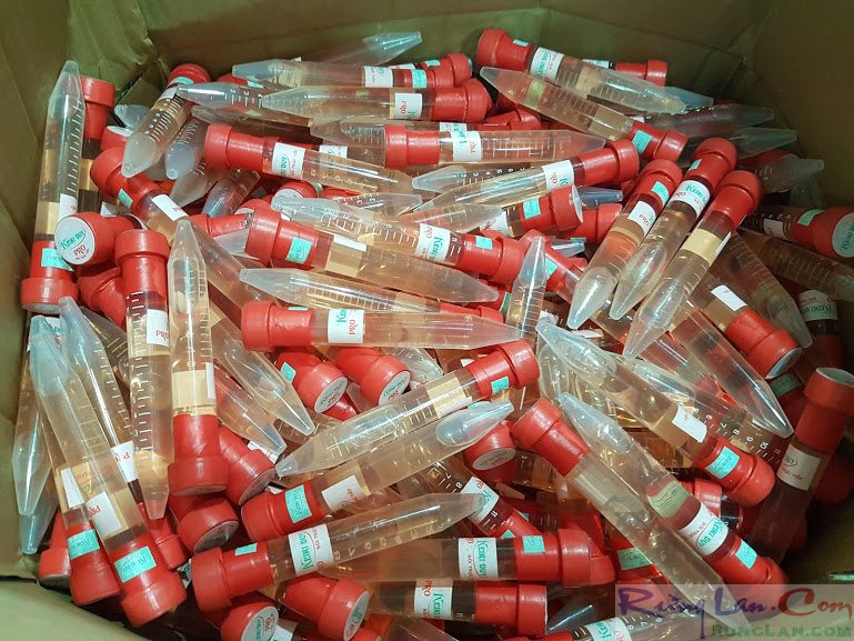Keiki duy đỏ bôi nhân giống hoa lan ống 15ml