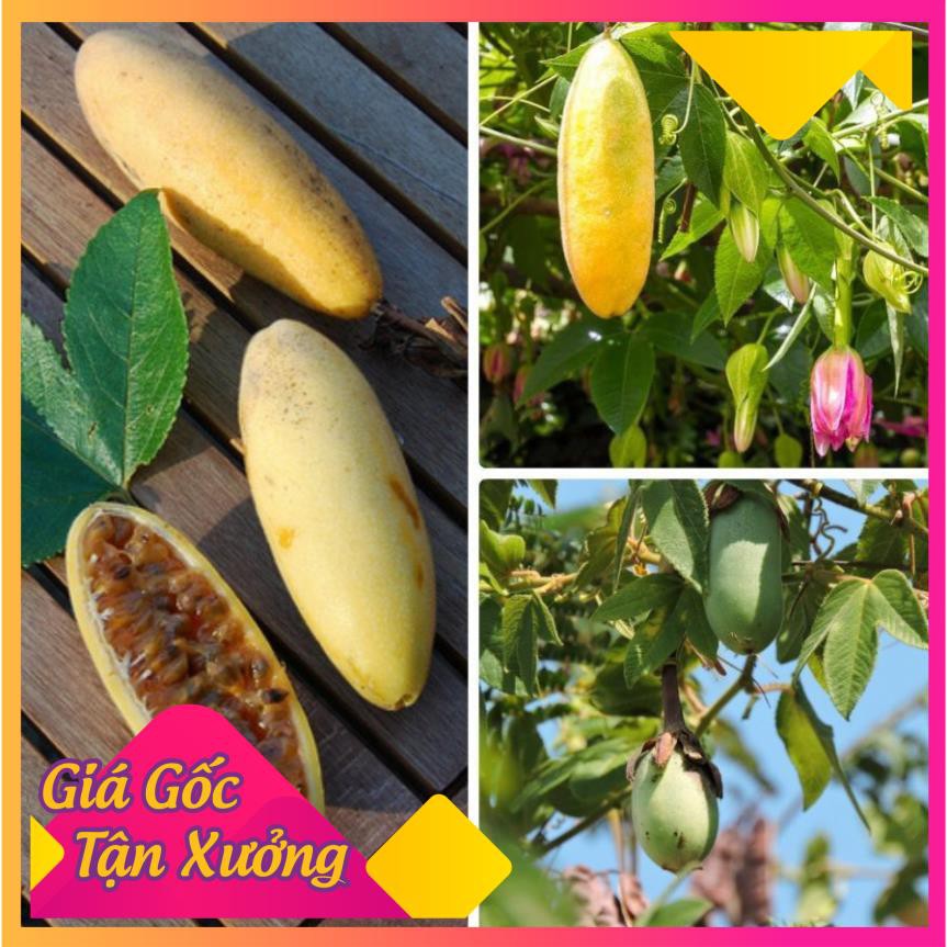 [HCM]Khu Vườn Combo Hạt Giống Chanh Dây Chuối Và Dưa Hấu Tí Hon Tặng Hg Ngẫu Nhiên .