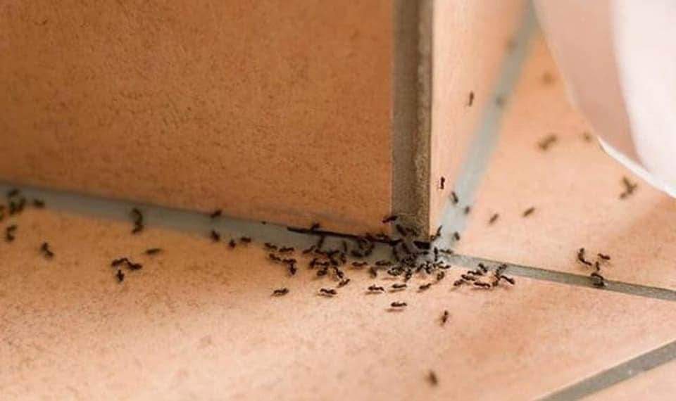 Combo 2 lọ thuốc diệt kiến, diệt dán