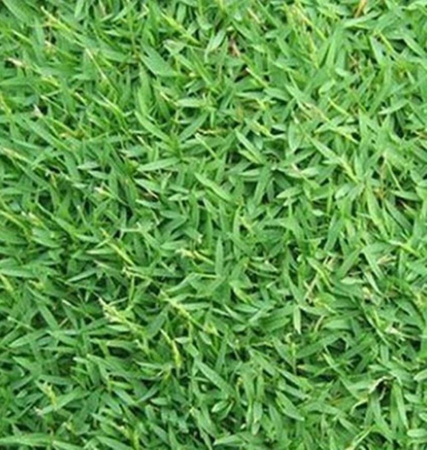 Combo 1 gói Hạt giống cỏ lá gừng thái lan 5 gam, 1 gói kích nảy mầm, 1 gói phân bón nảy chồi ra lá