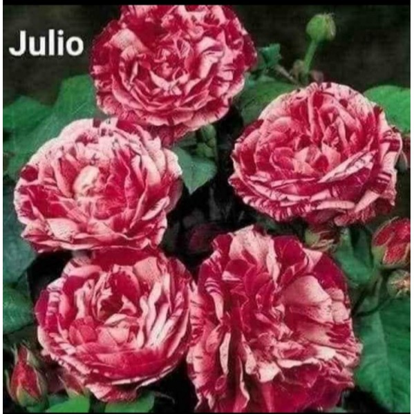 Cành Chiết Hồng Ngoại Julio (Cành Chiết Hoa Hồng)
