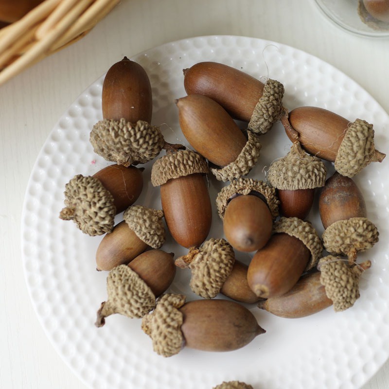 Hạt sồi, quả sồi khô set 5 hạt trang trí noel, phụ kiện chụp ảnh, decor phòng, hoa khô