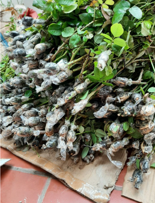 Cành Chiết Hồng Ngoại Lafont (Cành Chiết Hoa Hồng)