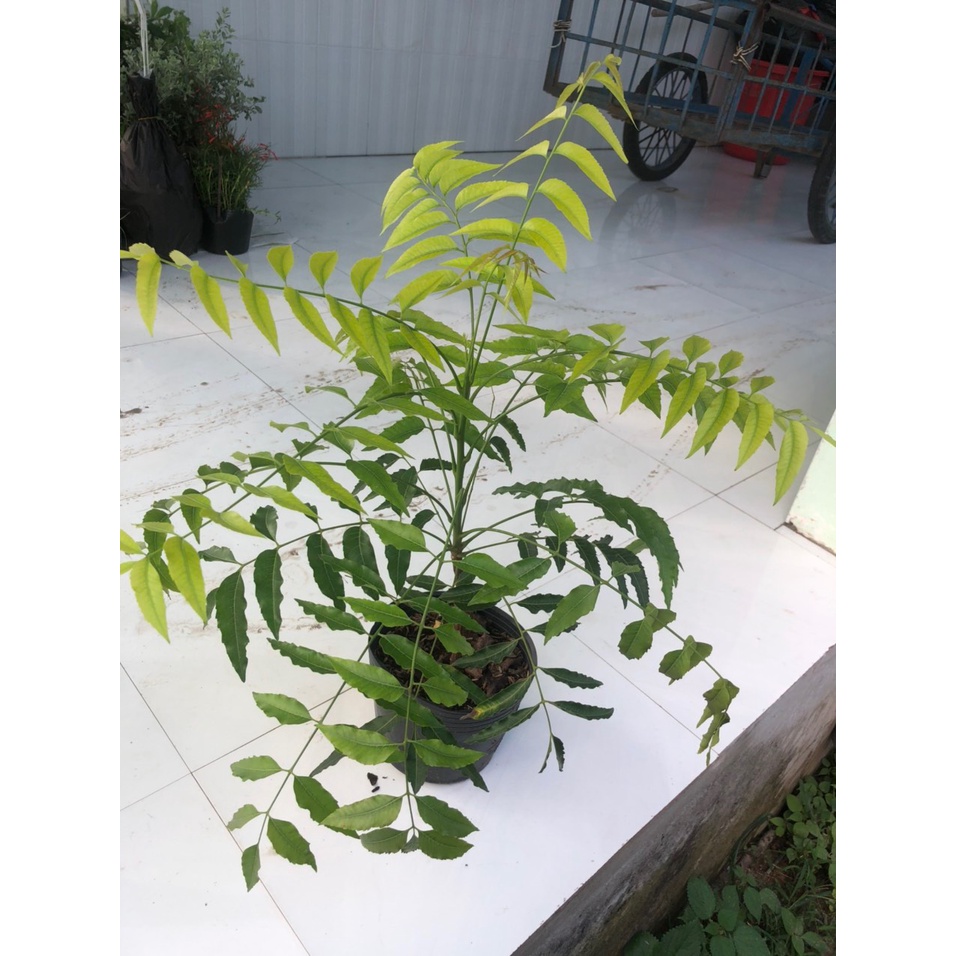 Cây sầu đâu (Neem) - vị. dân gian tốt cho sức.khỏe