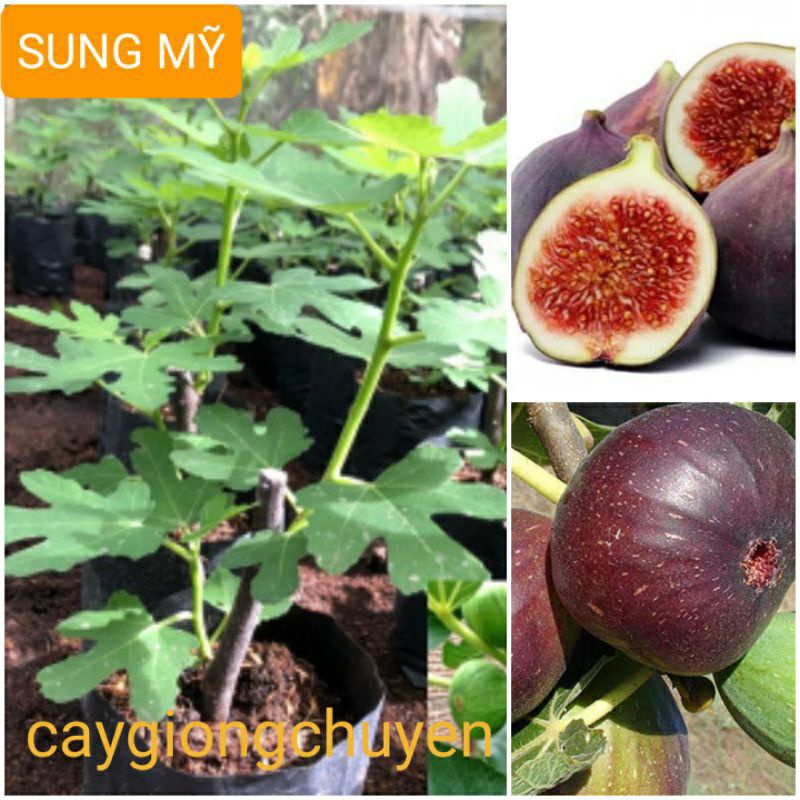 Cây giống sung mỹ