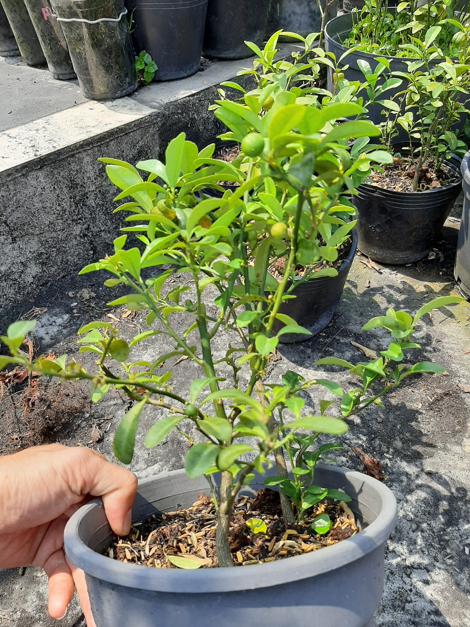Cây tắc nhật hay còn gọi kinzu, cây tắc núi