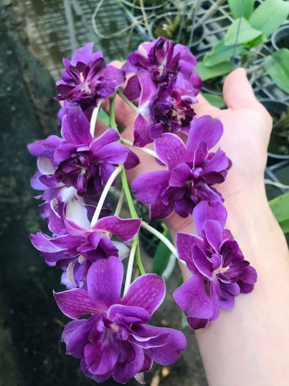 HOA LAN DENRO HOA HỒNG BLUE