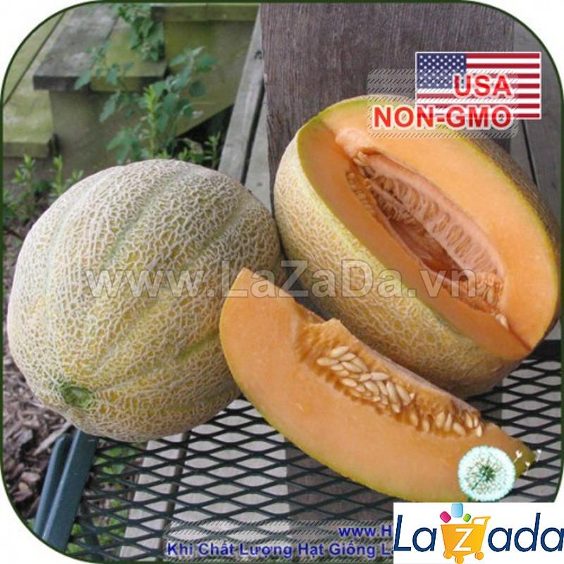 20h Hạt Giống Dưa Lưới Ruột Vàng Chịu Nhiệt Hales (B3.403| A2*V43*M217)