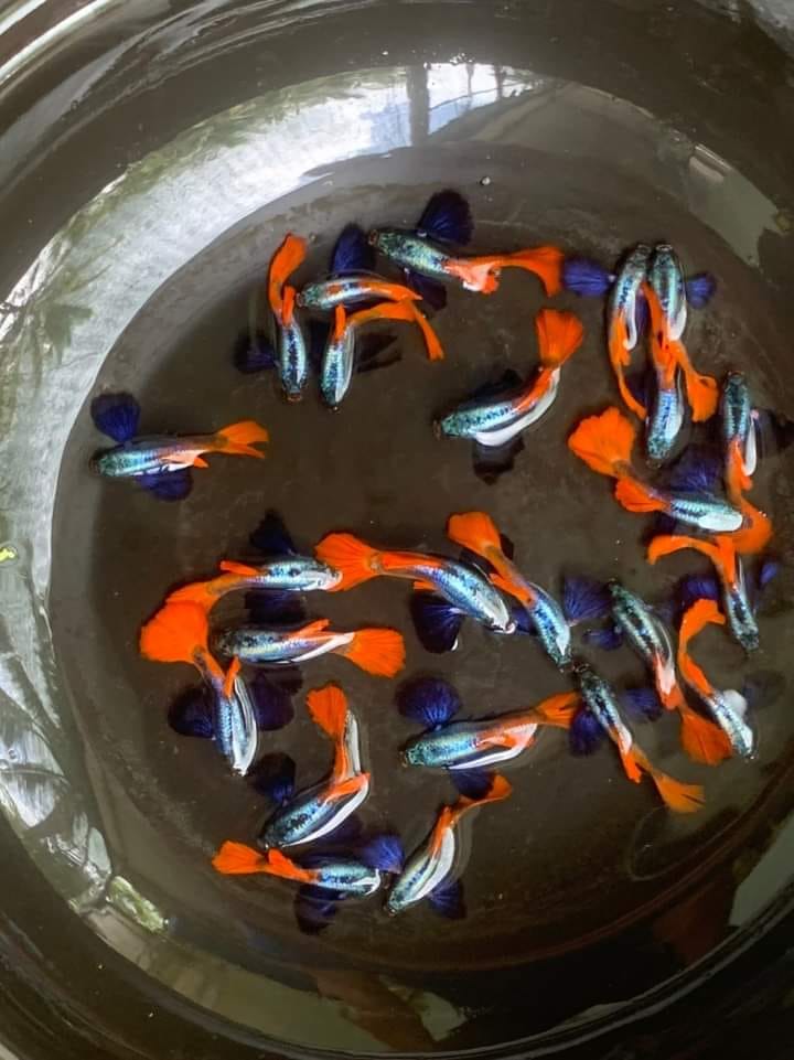 Bán thức ăn + 5 cặp dumbo redtail giá chỉ 100k