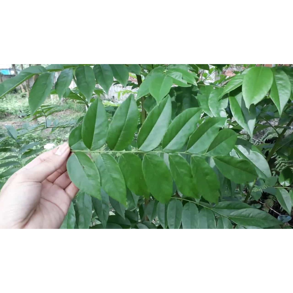 Cây giống gỗ sưa đỏ (cây khỏe đẹp, được kiểm tra cây)