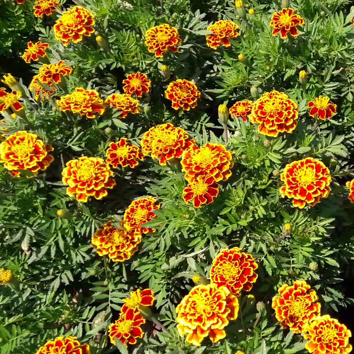 Star Apricot Chrysanthemum Seeds - (50 Seeds/Package)