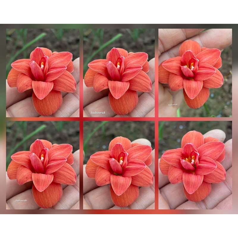 Củ Hoa Huệ Mưa Cánh Kép Nhập Khẩu Đủ Màu