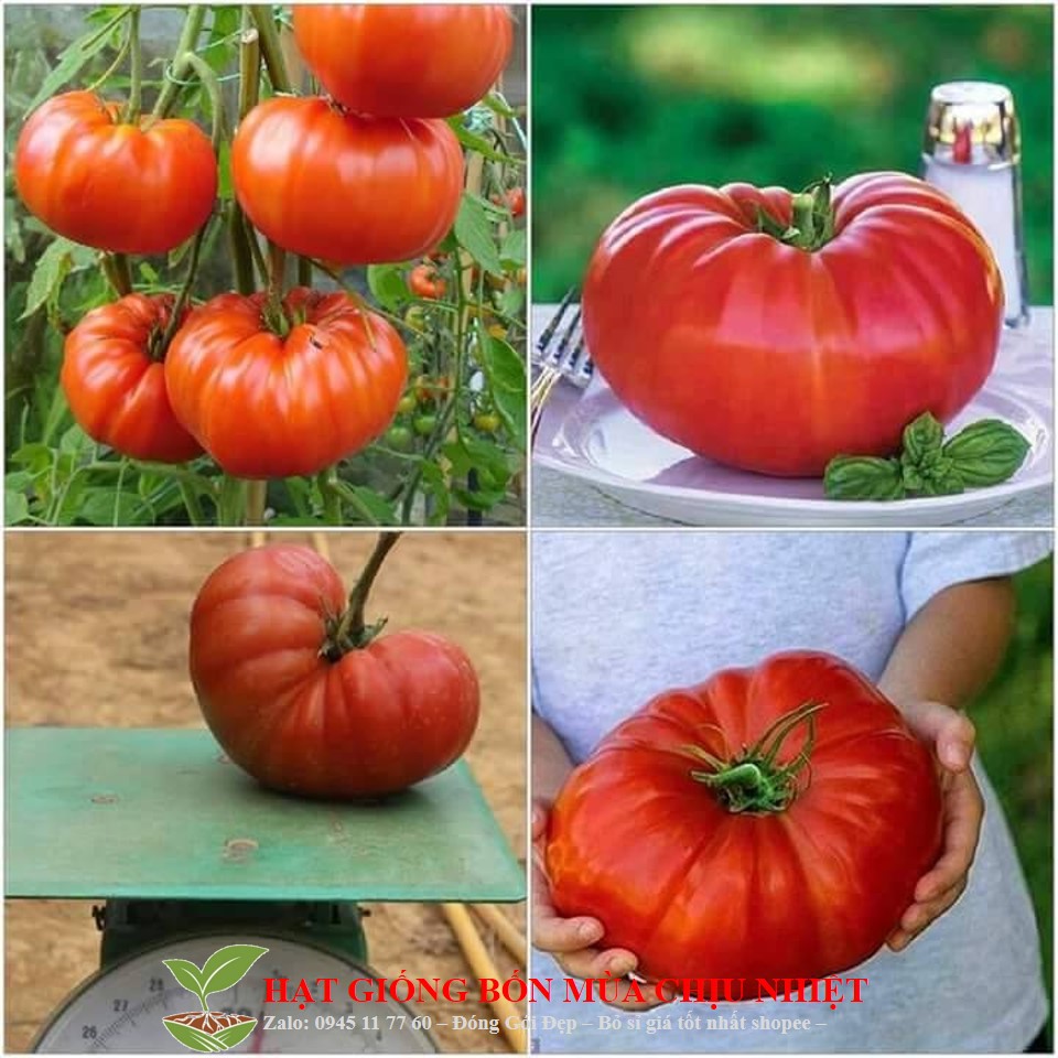 Ma89 gói 20 hạt giống cà chua khổng lồ gói 20 hạt