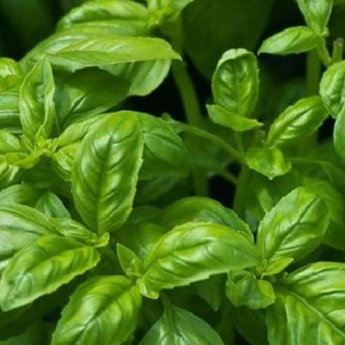 Hạt Giống Rau Húng Tây F1. Túi 1 Gram Nhiều Dinh Dưỡng- Chất Lượng Cao- Dễ Trồng.