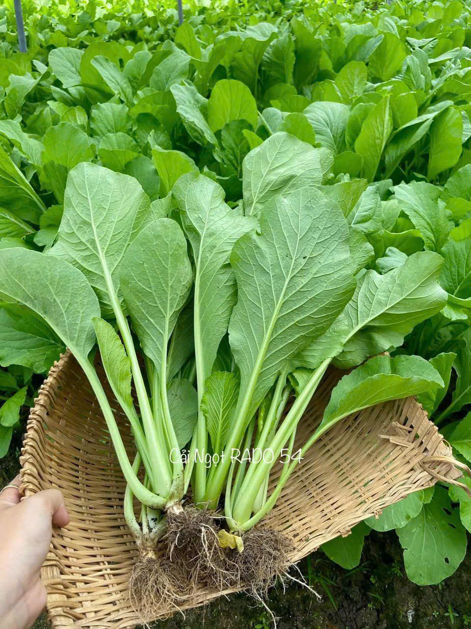 Hạt giống cải ngọt rado 54 gói 20gram