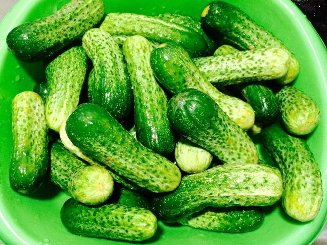 Hạt giống Dưa Chuột gai Mini / Dưa Bao Tử ( năng suất, sai trái, gieo trồng quanh năm )
