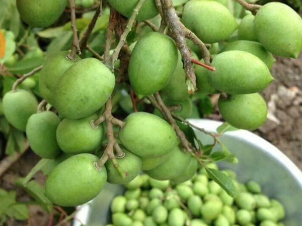 CÂY GIỐNG CÂY TRÁM XANH (TRÁM TRẮNG, TRÁM CHUA )