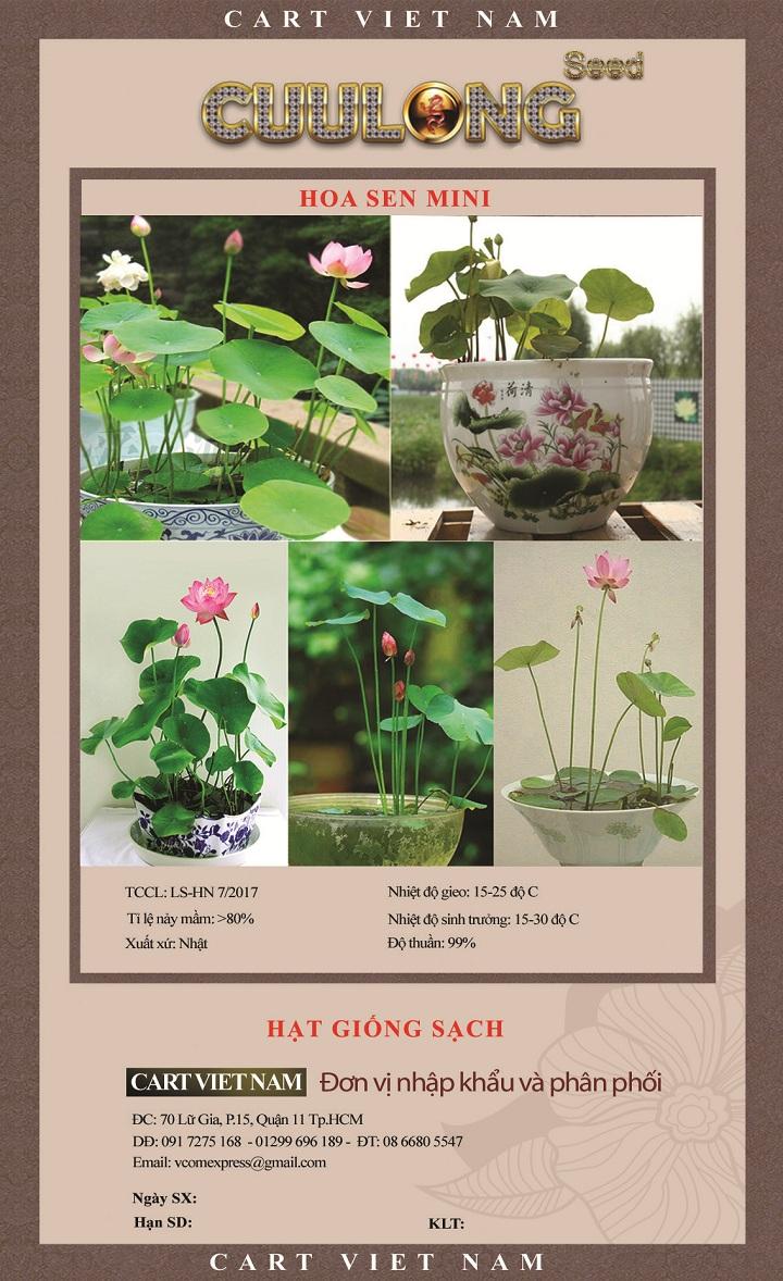 Hạt giống sen nhật mini 10 hạt nhiều màu