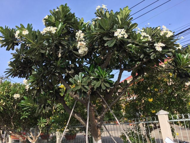 Sứ Đại....hoa trắng