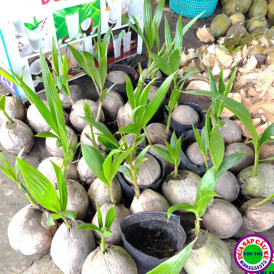 Dừa Sáp Giống Cầu Kè- Trà Vinh
