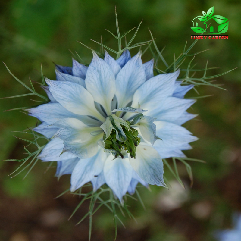 Hạt giống hoa Bảo Thạch Ba Tư mix