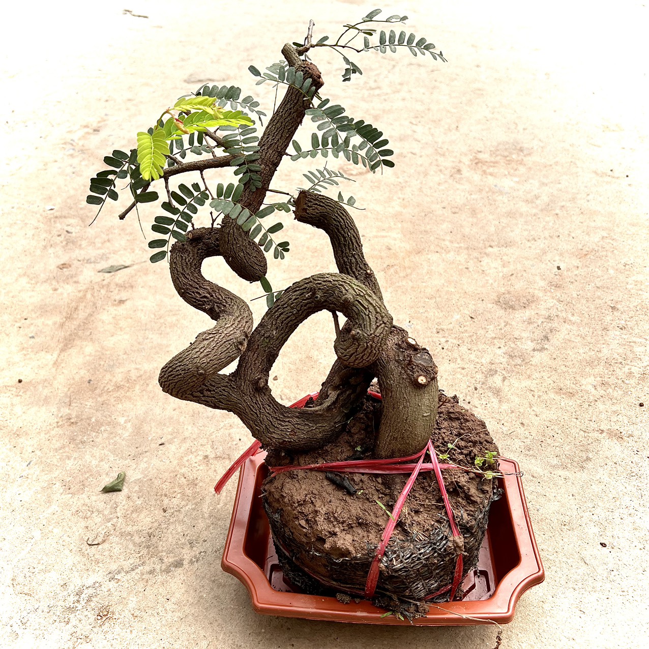 Cây me phôi bonsai (ảnh thật)