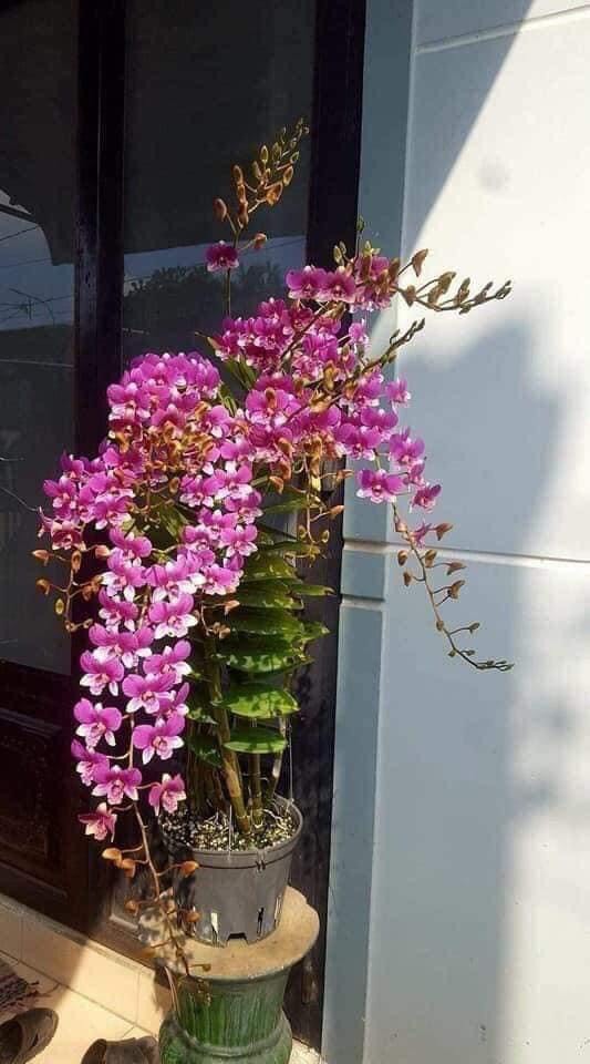 HOA LAN ĐỒNG TIỀN HỒNG