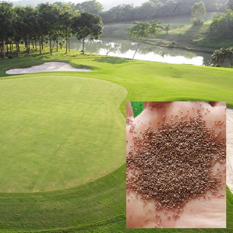 Hạt Giống Cỏ Bermuda Tự Nhiên Màu Xanh Mát - Gói 100gram Cho Sân Vườn 10m2