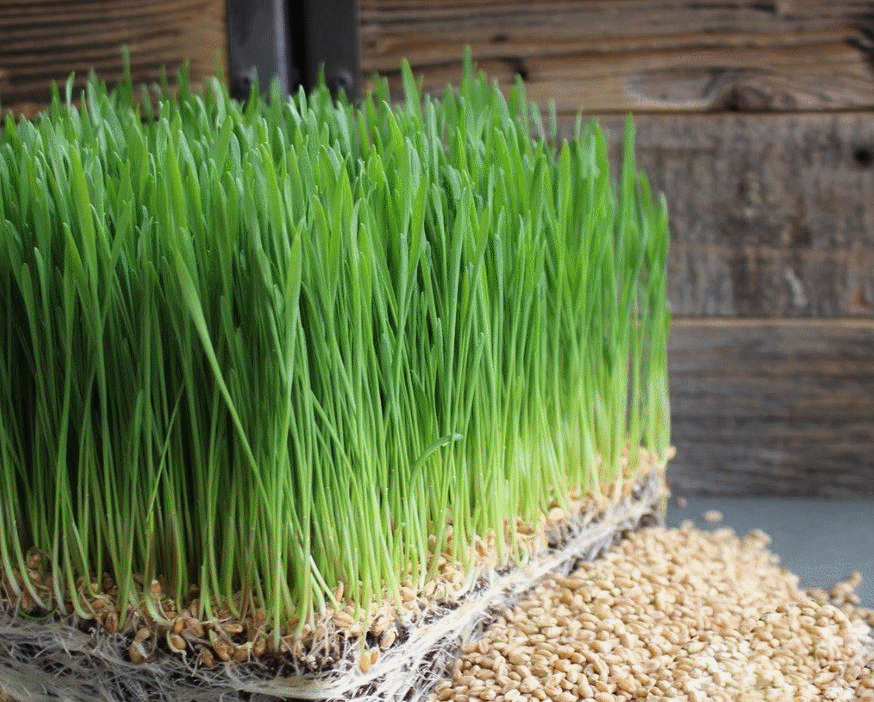 Hạt giống mầm lua mạch - lúa mì - Gói 100gram