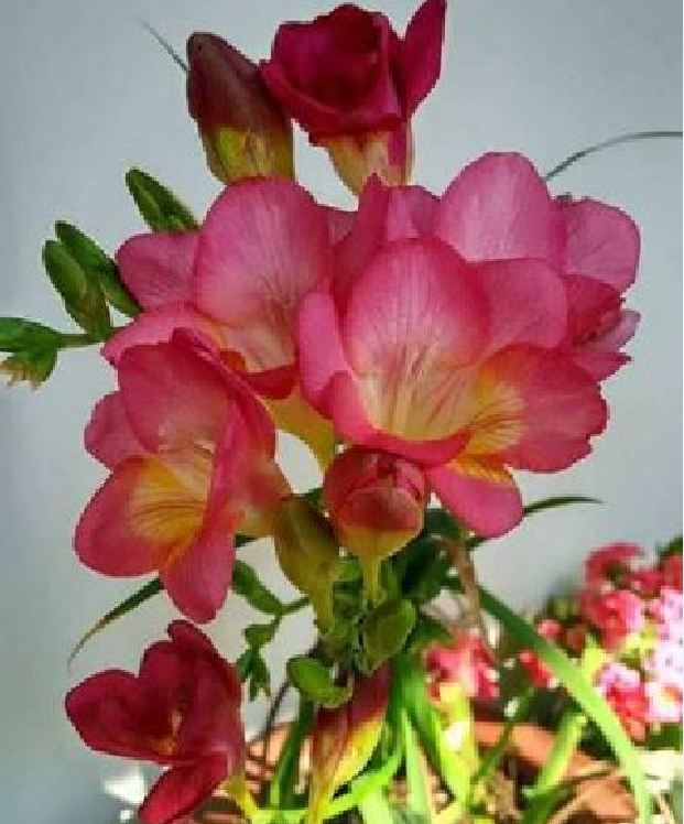 Củ hoa lan nam phi hoa màu hồng - 1 củ