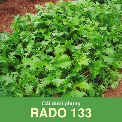 Hạt Giống Cải Ngọt Đuôi Phụng - 20Gram
