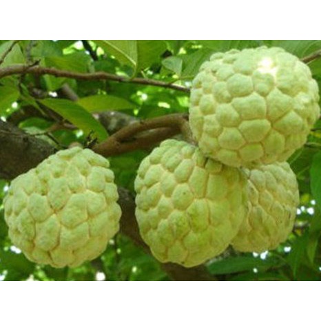 Bầu cây giống NA THÁI
