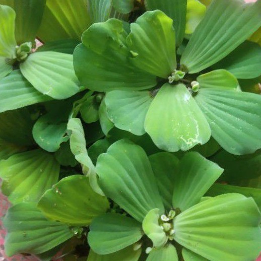 BÈO CÁI TO, bèo tai tượng (phù bình)