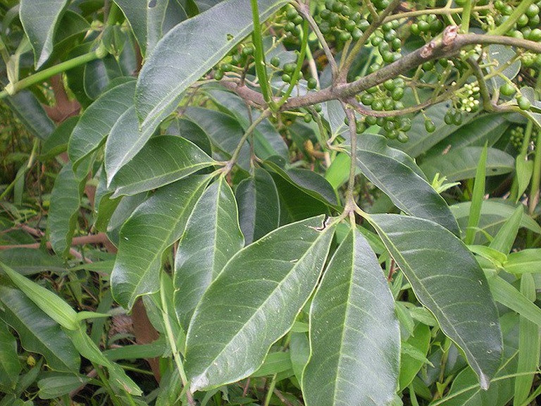 1kg cây ba chạc khô (thân + lá)