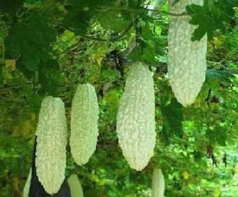 "Gói 5 Hạt " Hạt giống mướp đắng trắng (mướp đắng bạch tuyết)