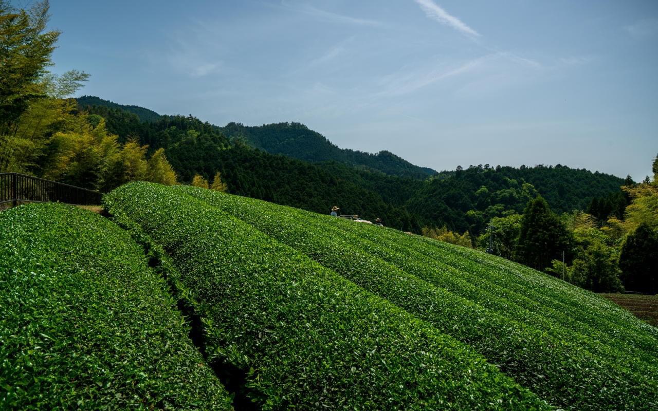 ORGANIC MATCHA (Matcha hữu cơ nguyên chất 100%)