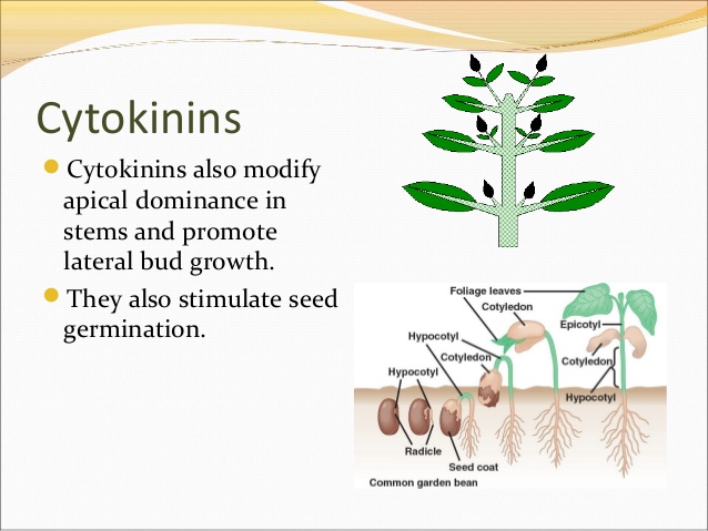 Cytokinin Kinetin 99% (Kích rễ, kích chồi trong nuôi cấy mô...) gói 100g