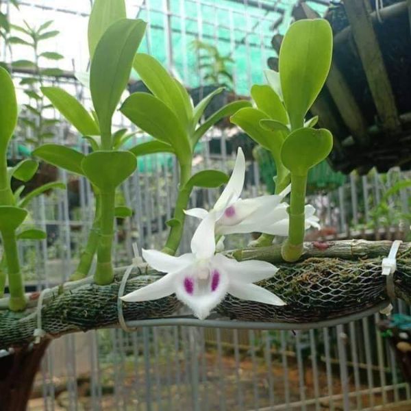 Kẹp lan loại vừa 100 chiếc