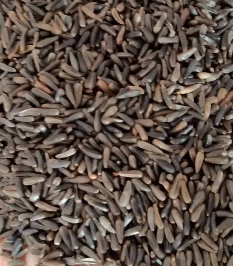 [HCM]100g HẠT NIGER (KÍ.CH THÍ.CH SI.NH SẢ.N KÍC.H C.Ồ) CHO CHIM VẸT