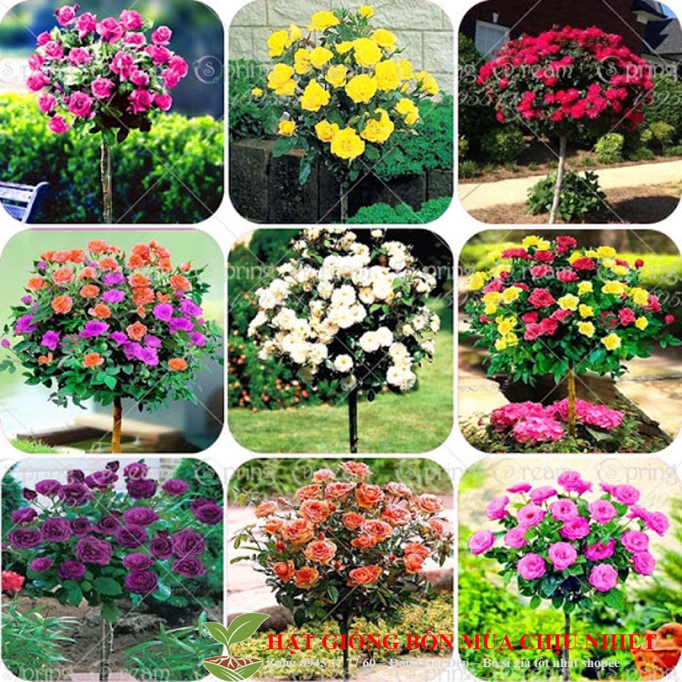 HG8 GÓI 10 HẠT hồng thân gỗ HẠT MỚI - NẢY MẦM