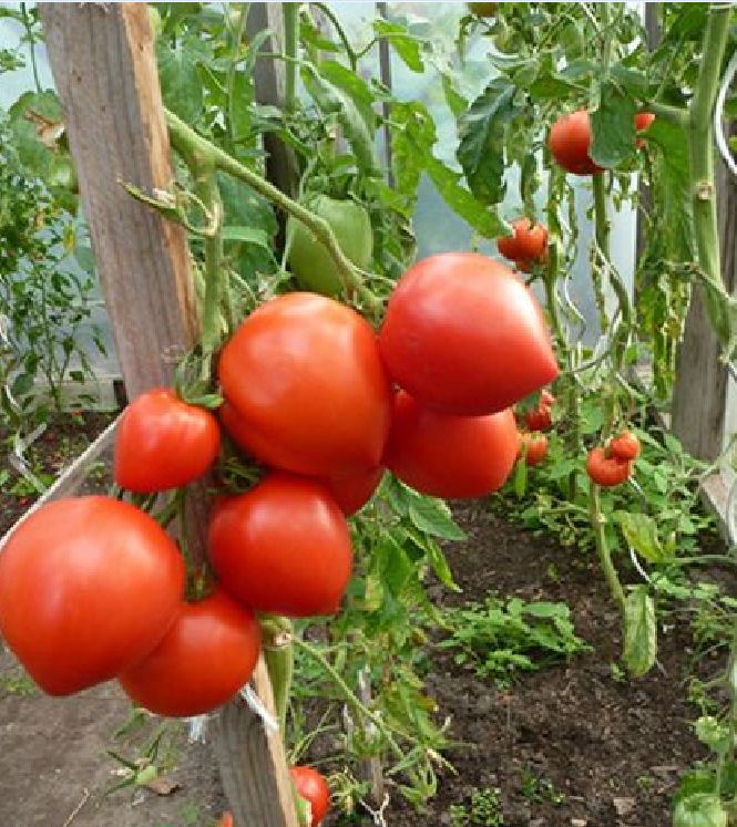 Hạt giống cà chua đỏ trái tim - gói 30 hạt