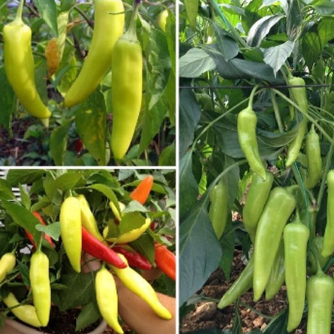 Hạt giống ớt sừng vàng Châu Phi -Gói 0.1gram(tặng kèm phân bón)