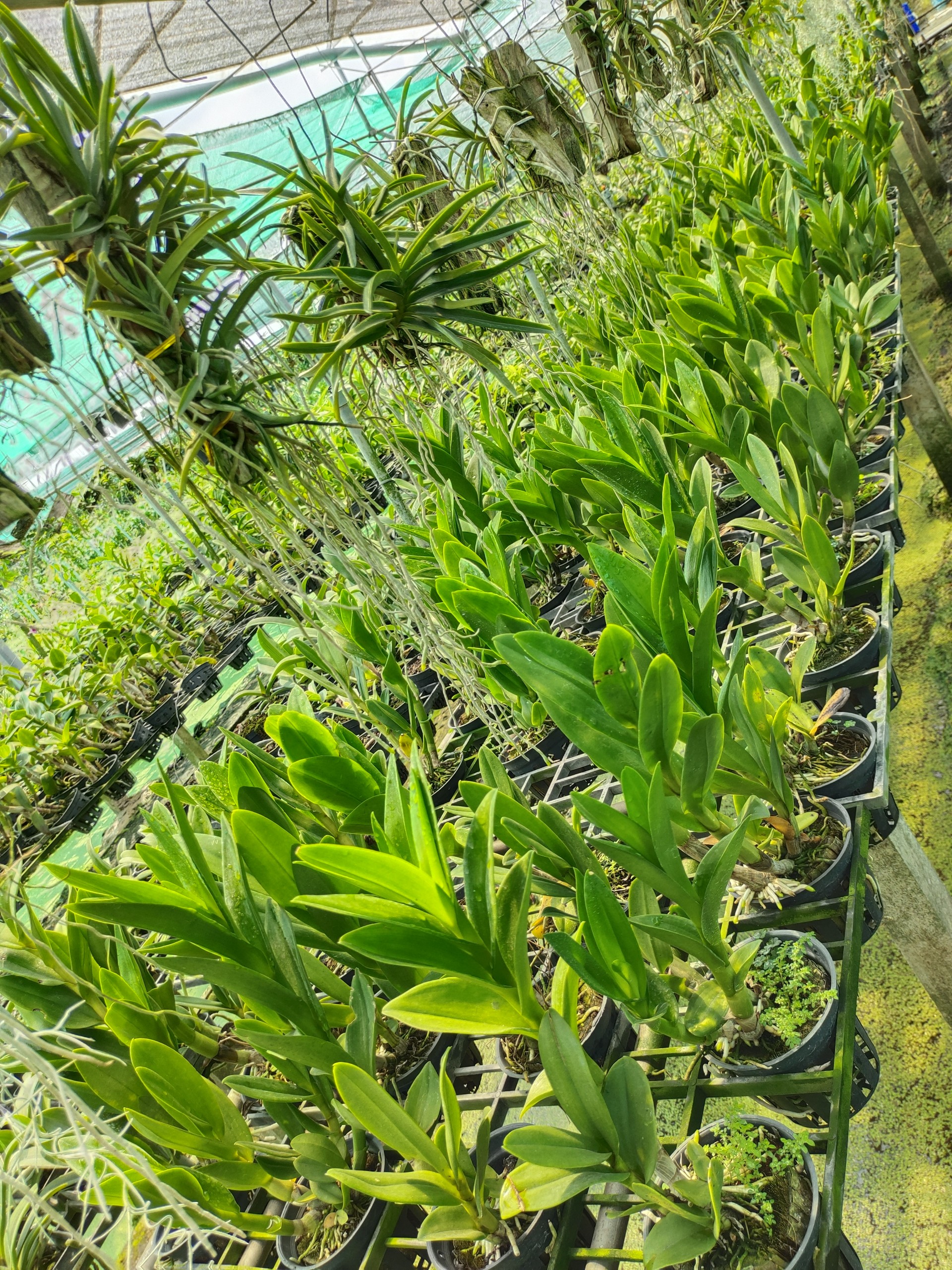 Denro nắng rồng xanh