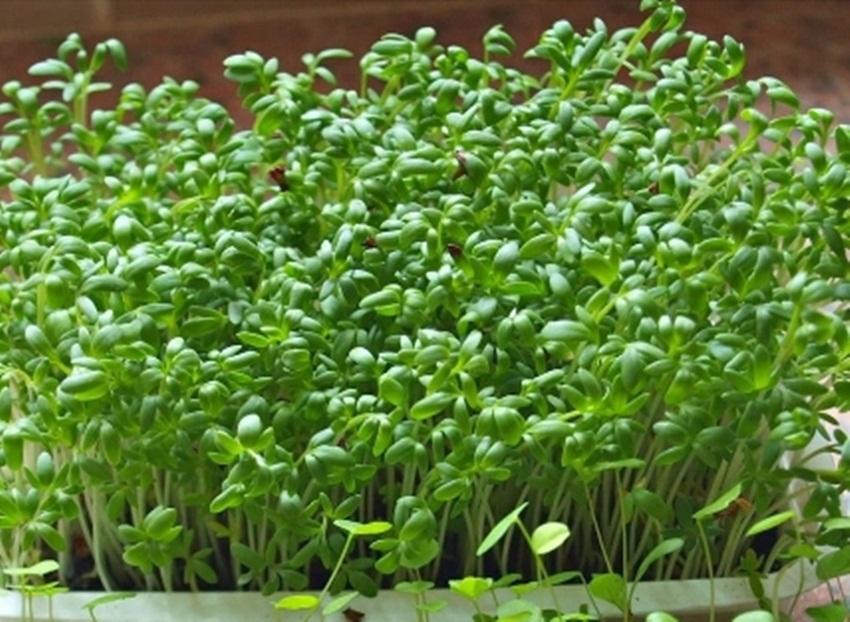 Hạt Giống rau Mầm cải xoong