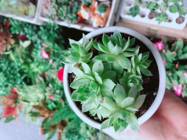 Chậu Sen Đá Phật Bà Đồng Giá 60k/chậu (được chọn mẫu)